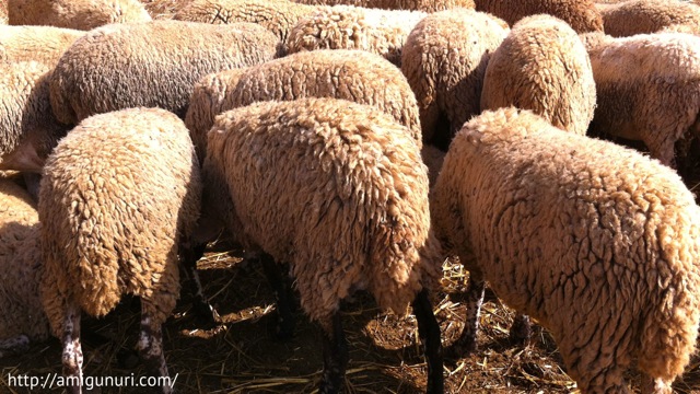 Ovejas ripollesas con toda su lana