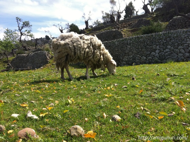 Una oveja en la sierra de Tramuntana