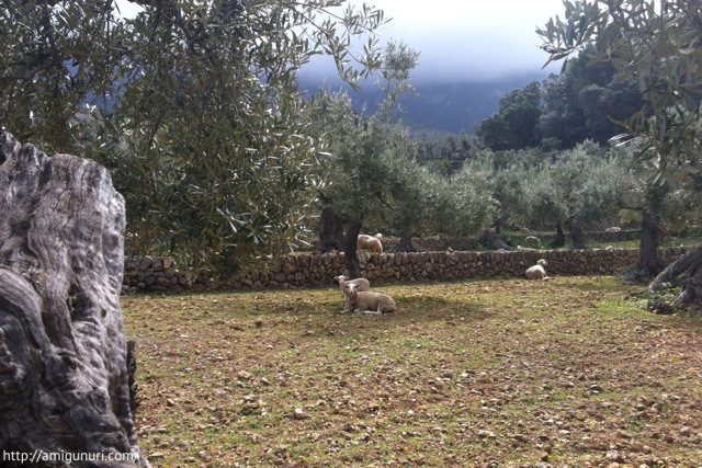 Unas ovejas descansando a la sombre de un olivo