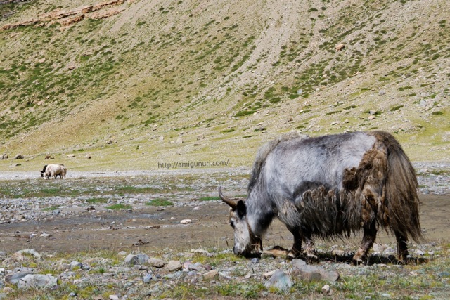Yaks en las faldas del monte Kailash, Tíbet.